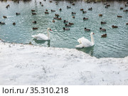 Two white swans and many mallard ducks swim in ice-free lake. Озеро Криница, с.Шопино, Белгородская область, Россия. Стоковое фото, фотограф irisff / Фотобанк Лори