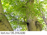 Бук лесной разрезнолистный (Fagus sylvatica, var. laciniata ), ветка с листьями на фоне ствола. Стоковое фото, фотограф Ирина Борсученко / Фотобанк Лори