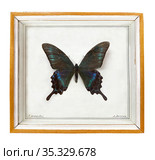 Парусник Маака (лат. Papilio maackii) в рамке. Стоковое фото, фотограф Мария Кылосова / Фотобанк Лори