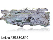 Ancient petrified tree on white background. Стоковое фото, фотограф Евгений Ткачёв / Фотобанк Лори