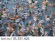 The mallard ducks feeding on the open water in winter. Yekaterinburg. Russia (2021 год). Стоковое фото, фотограф Сергей Пристяжнюк (Serg Zastavkin) / Фотобанк Лори