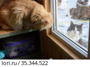 Бездомная кошка заглядывает с улицы в окно дома, изнутри на нее пристально смотрит домашняя кошка. Стоковое фото, фотограф Иванов Алексей / Фотобанк Лори
