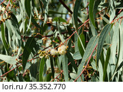 Flowering of Eucalyptus globular (Latin - Eucalyptus globulus Labill) Стоковое фото, фотограф Irina Opachevsky / Фотобанк Лори