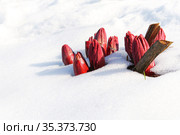 Peony shoots broke through the snow. Spring background. Стоковое фото, фотограф Филатова Ирина / Фотобанк Лори