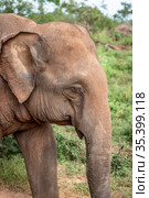 Elephant in the Udawalawe National Park on the island of Sri Lanka (2019 год). Стоковое фото, фотограф Сергей Фролов / Фотобанк Лори