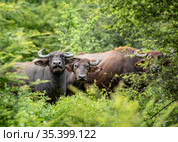 Curious Water Buffalo in Udawalawe National Park on the island of Sri Lanka (2019 год). Стоковое фото, фотограф Сергей Фролов / Фотобанк Лори