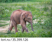 Baby elephant in the Udawalawe National Park on the island of Sri Lanka (2019 год). Стоковое фото, фотограф Сергей Фролов / Фотобанк Лори