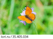 Самец бабочки червонца огненного, или многоглазки огненной (лат. Lycaena virgaureae) на цветке короставника. Стоковое фото, фотограф Елена Коромыслова / Фотобанк Лори