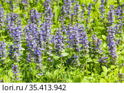 Цветение живучки ползучей (Ajuga reptans) Стоковое фото, фотограф Наталия Шевченко / Фотобанк Лори