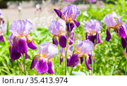 Фиолетовые ирисы бородатые (Iris barbatus) на клумбе. Стоковое фото, фотограф Наталия Шевченко / Фотобанк Лори