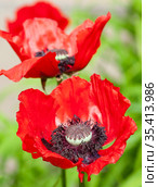 Цветы мака восточного (Papaver orientale) Стоковое фото, фотограф Наталия Шевченко / Фотобанк Лори