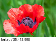 Цветок мака восточного (Papaver orientale) Стоковое фото, фотограф Наталия Шевченко / Фотобанк Лори