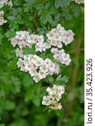 Боярышник однопестичный (Crataegus monogyna Jacq.). Белые соцветия. Стоковое фото, фотограф Ирина Борсученко / Фотобанк Лори
