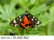 Бабочка медведица-госпожа (Callimorpha dominula) Стоковое фото, фотограф Галина Савина / Фотобанк Лори