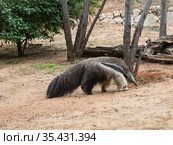 Giant anteater walks in the zoo. Стоковое фото, фотограф Наталья Волкова / Фотобанк Лори