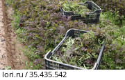 Plastic boxes of freshly picked misuna red leaves on plantation in springtime. Harvest time. Стоковое видео, видеограф Яков Филимонов / Фотобанк Лори