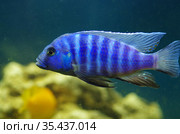 Африканская цихлида Псевдотрофеус зебра Pseudotropheus zebra в аквариуме. Стоковое фото, фотограф Natalia Sidorova / Фотобанк Лори