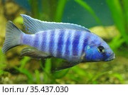 Африканская цихлида Псевдотрофеус зебра Pseudotropheus zebra в аквариуме. Стоковое фото, фотограф Natalia Sidorova / Фотобанк Лори