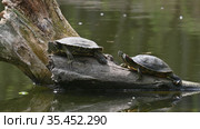 Pond sliders AKA Red Eared Terrapin Turtles - Trachemys scripta elegans. Стоковое видео, видеограф Сергей Старуш / Фотобанк Лори