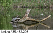 Pond sliders AKA Red Eared Terrapin Turtles - Trachemys scripta elegans. Стоковое видео, видеограф Сергей Старуш / Фотобанк Лори