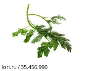 Dill (Anethum graveolens) and Petroselinum (parsley) Стоковое фото, фотограф Валерия Попова / Фотобанк Лори
