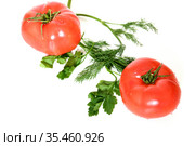 Two Tomatoes with water droplets, Dill (Anethum graveolens) and Petroselinum (parsley) Стоковое фото, фотограф Валерия Попова / Фотобанк Лори