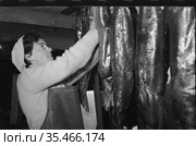 Молодая женщина в рабочем фартуке работает в промышленном цеху где коптятся тушки рыб подвешенные на стойку, девушка тянется вверх улыбаясь, Тикси, Якутия, 1962 год. Редакционное фото, фотограф Варфоломей Тетерин / Фотобанк Лори