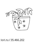 Black outline hand drawing vector illustration of a decorative plant Oxalis corymbosa in a pot isolated on a white background. Стоковая иллюстрация, иллюстратор Татьяна Куклина / Фотобанк Лори