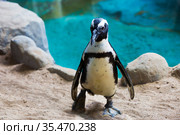 Пингвин Гумбольдта или Перуанский пингвин.( англ. Humboldti penguin) Стоковое фото, фотограф Галина Савина / Фотобанк Лори