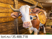 Музей истории молока и глазированного сырка. Экспонаты музея. Museum of the history of milk and glazed cheese. Museum exhibits. Russia, Moscow region, Pushkinsky district, the territory of LLC "RostAgroKompleks". (2021 год). Редакционное фото, фотограф Мария / Фотобанк Лори