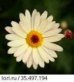 Flowers of Argyranthemum, marguerite daisy endemic to the Canary Islands, pink and yellow garden variety. Стоковое фото, фотограф Tamara Kulikova / Фотобанк Лори
