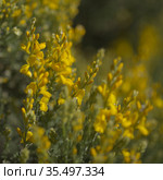 Flora of Gran Canaria - bright yellow flowers of Teline microphylla, broom species endemic to the island, natural macro floral background. Стоковое фото, фотограф Tamara Kulikova / Фотобанк Лори