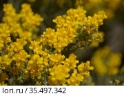 Flora of Gran Canaria - bright yellow flowers of Teline microphylla, broom species endemic to the island, natural macro floral background. Стоковое фото, фотограф Tamara Kulikova / Фотобанк Лори