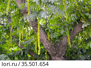 Фрагмент кроны лапины ясенелистной с зелеными соплодиями (Pterocarya fraxinifolia) Стоковое фото, фотограф Ирина Борсученко / Фотобанк Лори