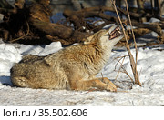 One-eared Eurasian wolf (Canis lupus lupus) lies in snow and gnaws twig. Demonstration of wolf teeth. Стоковое фото, фотограф Валерия Попова / Фотобанк Лори