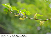 Цветение шелковицы чёрной (Morus nigra L.) Стоковое фото, фотограф Ирина Борсученко / Фотобанк Лори