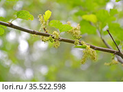 Соцветия шелковицы чёрной (Morus nigra L.) Стоковое фото, фотограф Ирина Борсученко / Фотобанк Лори