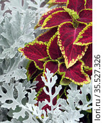 Колеус (Coleus) и цинерария серебристая (Cineraria) Стоковое фото, фотограф Елена Осетрова / Фотобанк Лори