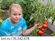 На даче в теплице девочка сидит около сочных, спелых, созревших помидоров. At the dacha in the greenhouse, a girl sits near juicy, ripe, ripe tomatoes. Стоковое фото, фотограф Мария / Фотобанк Лори