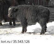 Domestic yak (Bos grunniens). Calf. Стоковое фото, фотограф Валерия Попова / Фотобанк Лори
