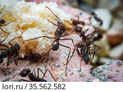 Leaf cutter ants. Стоковое фото, фотограф Julio Rivalta / Фотобанк Лори