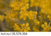 Flora of Gran Canaria - bright yellow flowers of Teline microphylla, broom species endemic to the island, natural macro floral background. Стоковое фото, фотограф Tamara Kulikova / Фотобанк Лори
