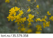 Flora of Gran Canaria - bright yellow flowers of Teline microphylla, broom species endemic to the island, natural macro floral background. Стоковое фото, фотограф Tamara Kulikova / Фотобанк Лори