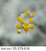 natural macro floral background with silver leaves Jacobaea maritima, commonly known as silver ragwort. Стоковое фото, фотограф Tamara Kulikova / Фотобанк Лори