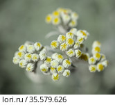 natural macro floral background with silver leaves Jacobaea maritima, commonly known as silver ragwort. Стоковое фото, фотограф Tamara Kulikova / Фотобанк Лори