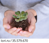 Детский руки бережно держат растение. Концепция заботы о природе, бережного отношения к живому. Посадка и уход за суккулентами. Эхеверия в ладошках крупным планом. Planting and caring for succulents. Echeveria. Stone rose. Стоковое фото, фотограф Юлия Михайлова / Фотобанк Лори