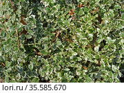 Бересклет Форчуна, сорт Emerald Gaiety (Euonymus fortunei). Фон. Стоковое фото, фотограф Ирина Борсученко / Фотобанк Лори