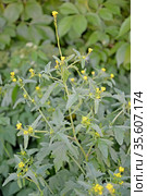 Цветущий гулявник лекарственный  (Sisymbrium officinale L. Scop.) Стоковое фото, фотограф Ирина Борсученко / Фотобанк Лори