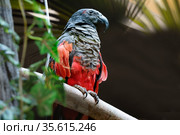 Орлиный попугай. (англ. vulturine parrot). Стоковое фото, фотограф Галина Савина / Фотобанк Лори