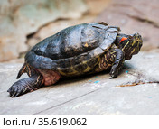 Красноухая или желтобрюхая черепаха. Стоковое фото, фотограф Галина Савина / Фотобанк Лори